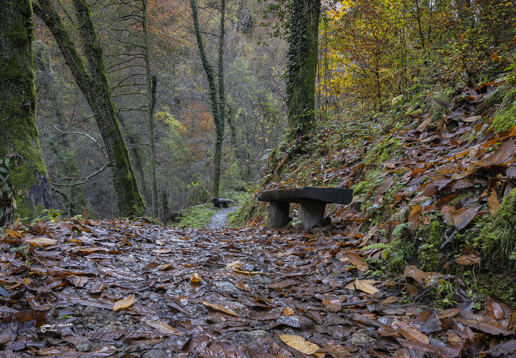 Percorrendo nel bosco.