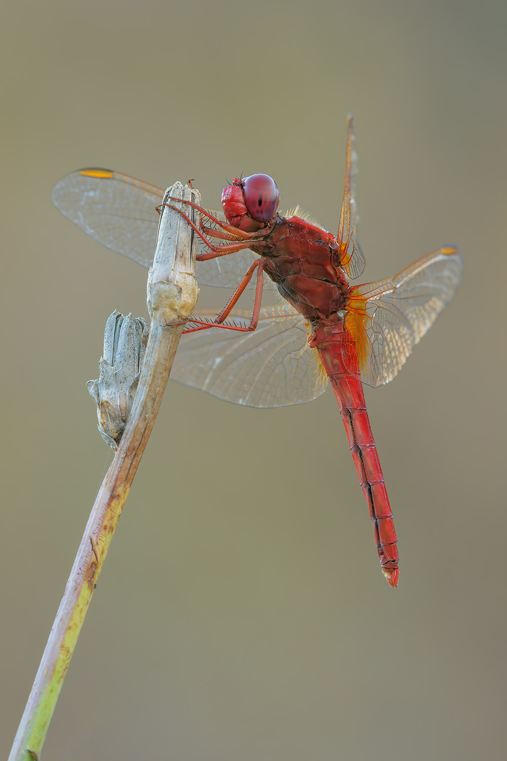 Crocothemis-erythraea_DSC0868