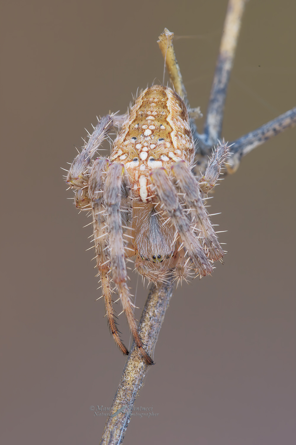 Araneus-diadematus_DSC0941