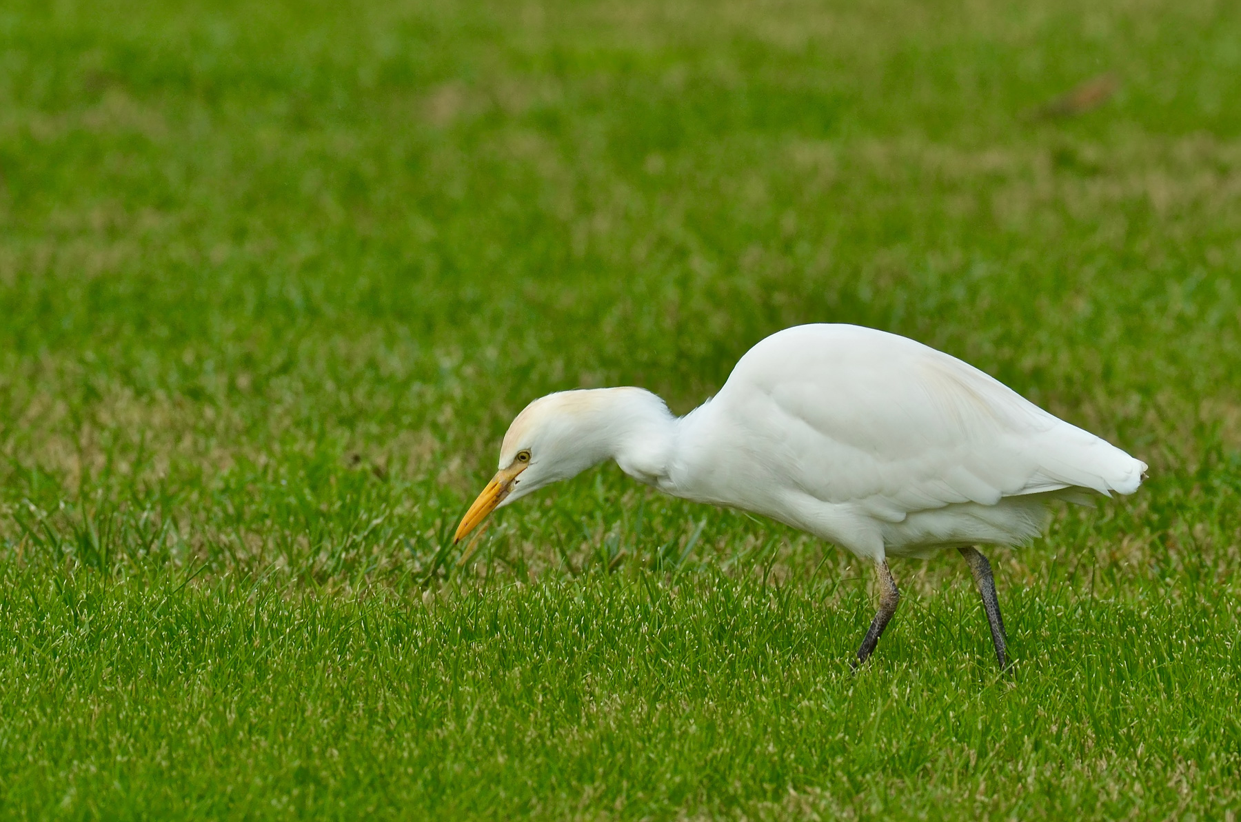 Scusate ma...vado di fretta...