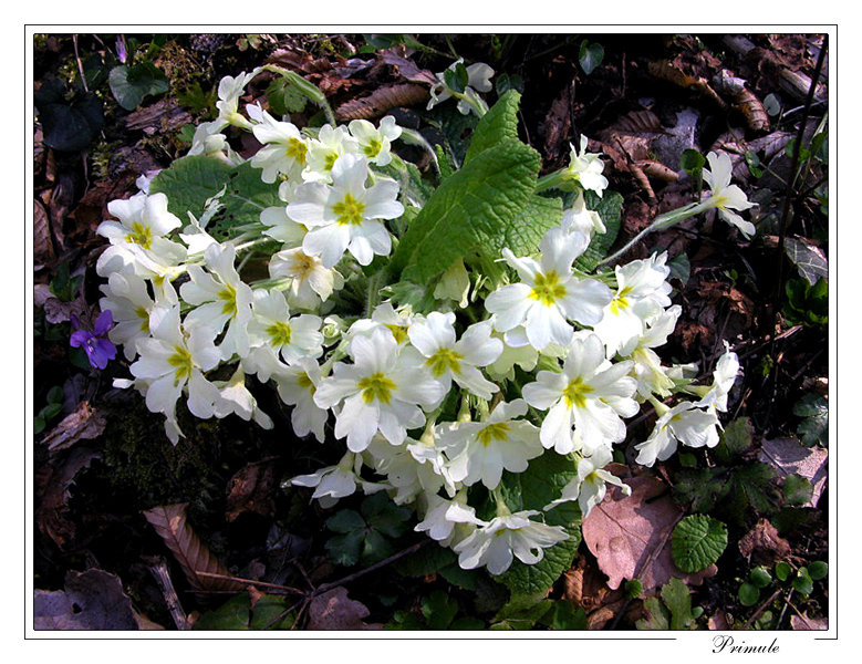 Primule