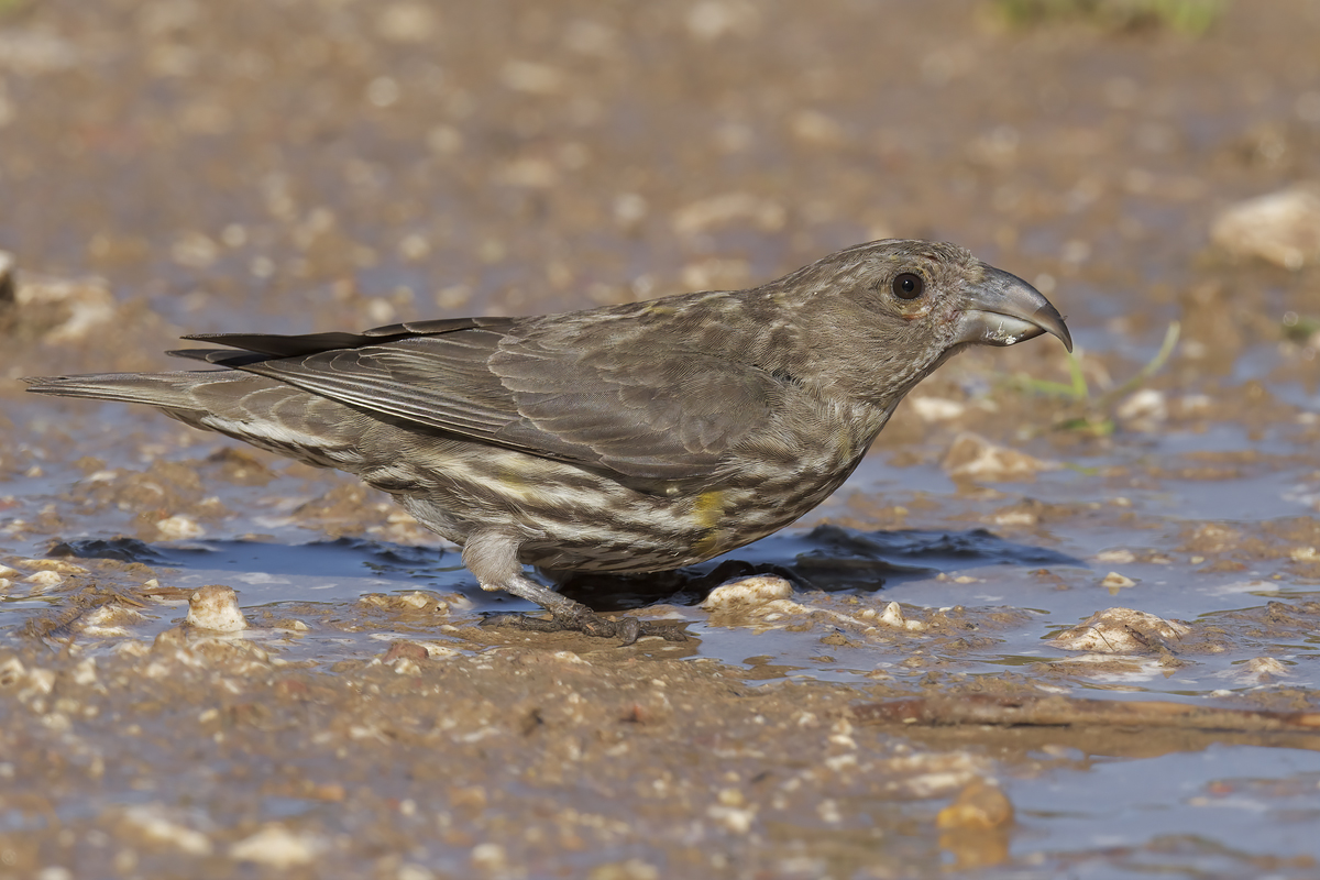Crociere  (Loxia curvirostra)