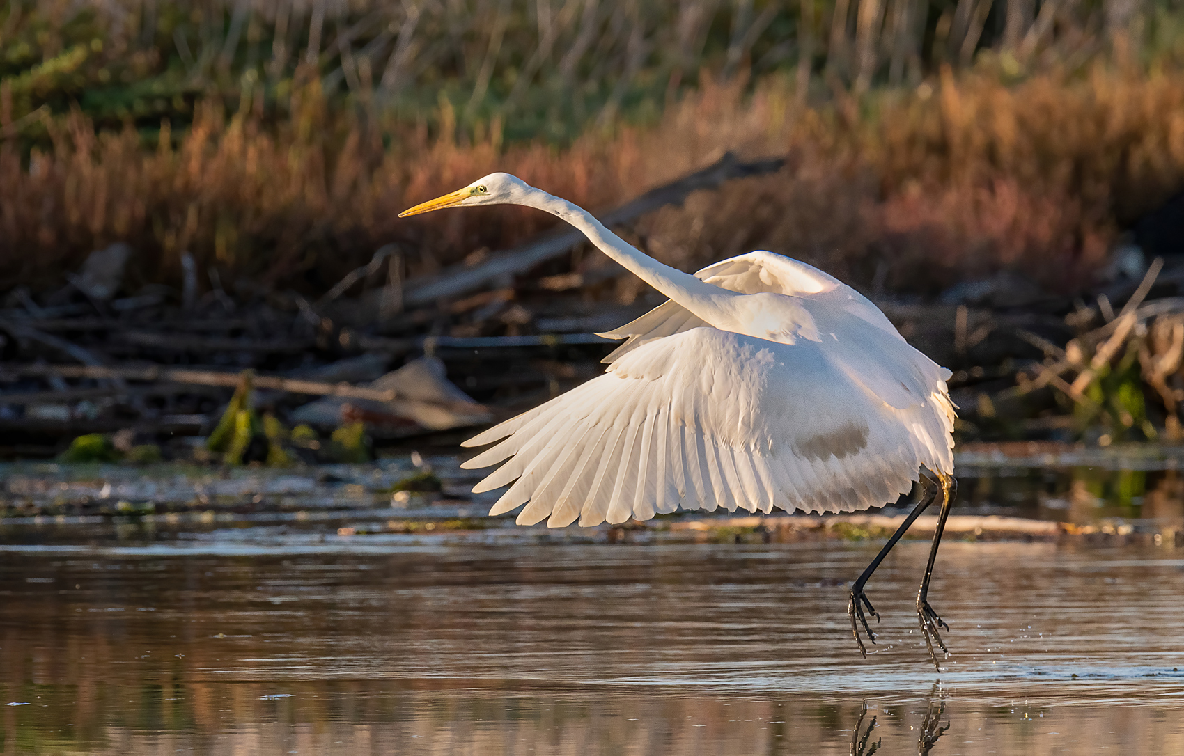 Airone bianco maggiore