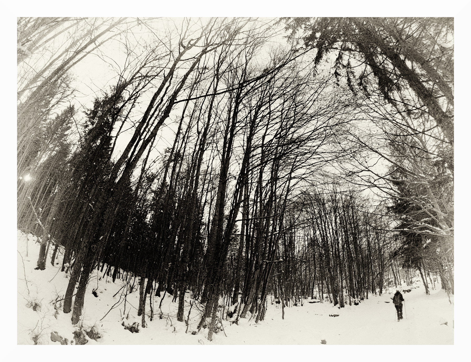 Camminata nell'inverno