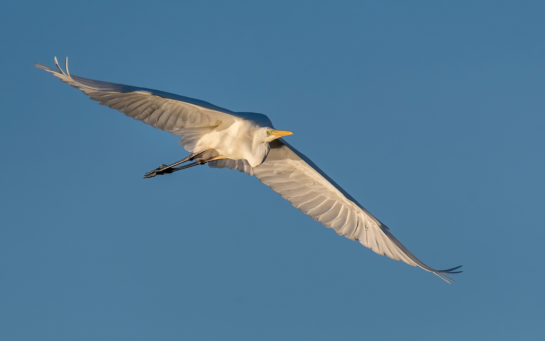 Airone bianco maggiore