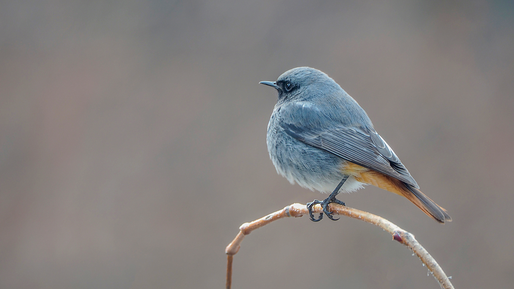 Codirosso spazzacamino