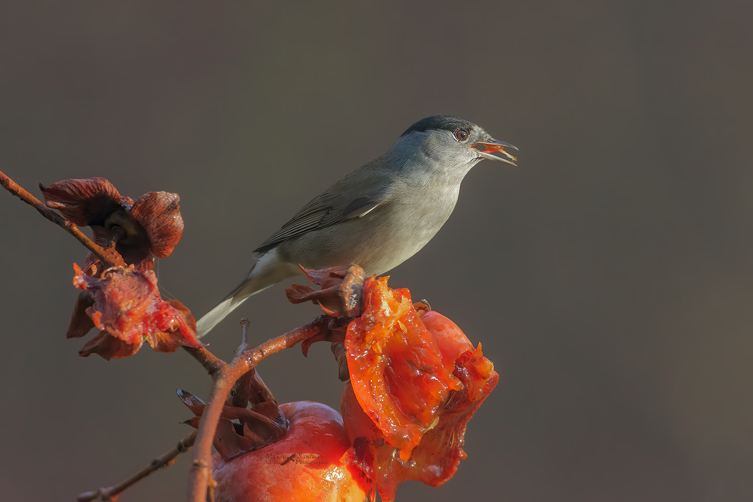 Il-golosone_-Capinera-maschio_DSC0640