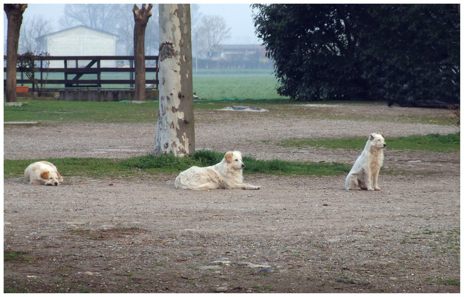 livelli di attenzione