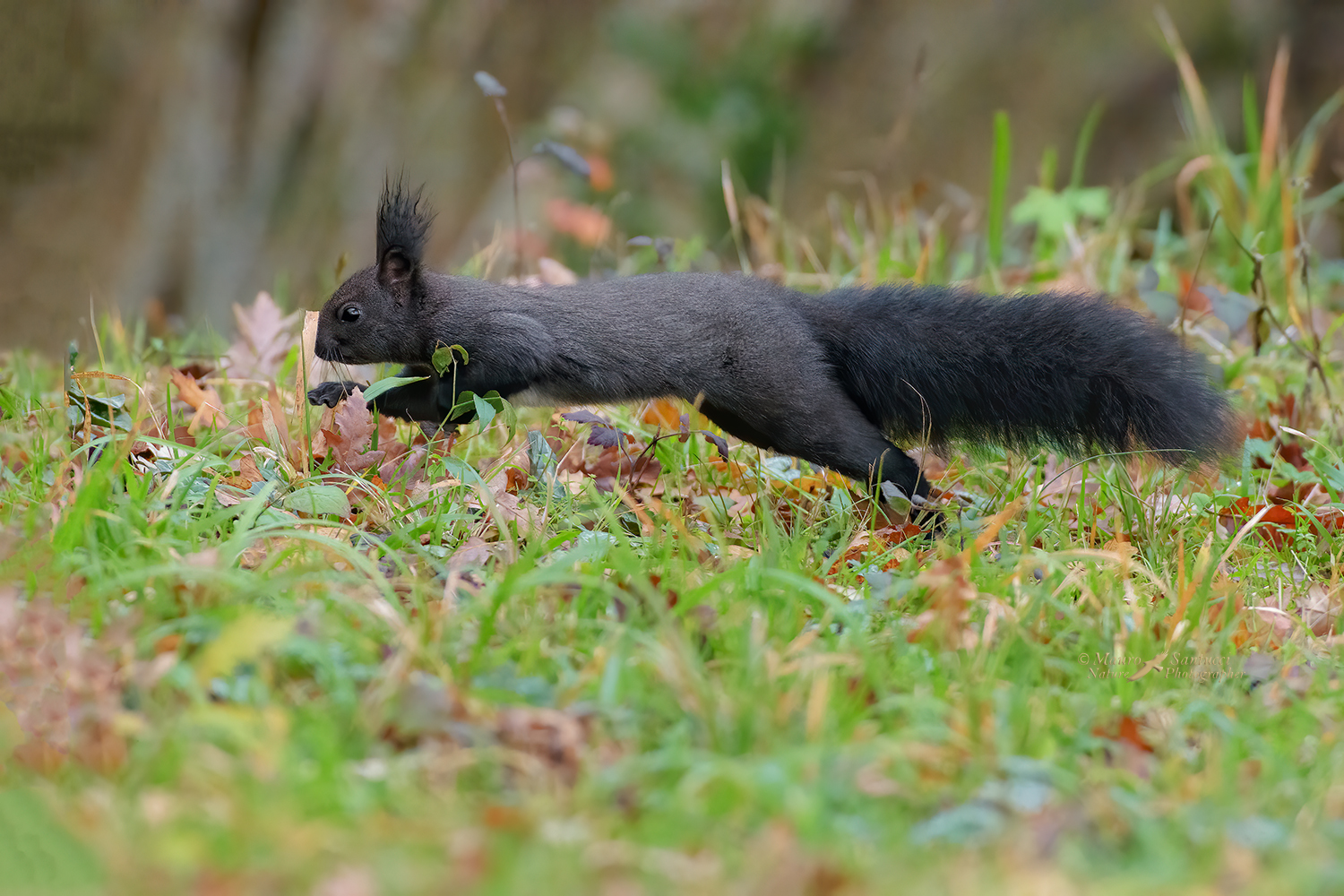 Scoiattolo-in-fuga_DSC1429.jpg