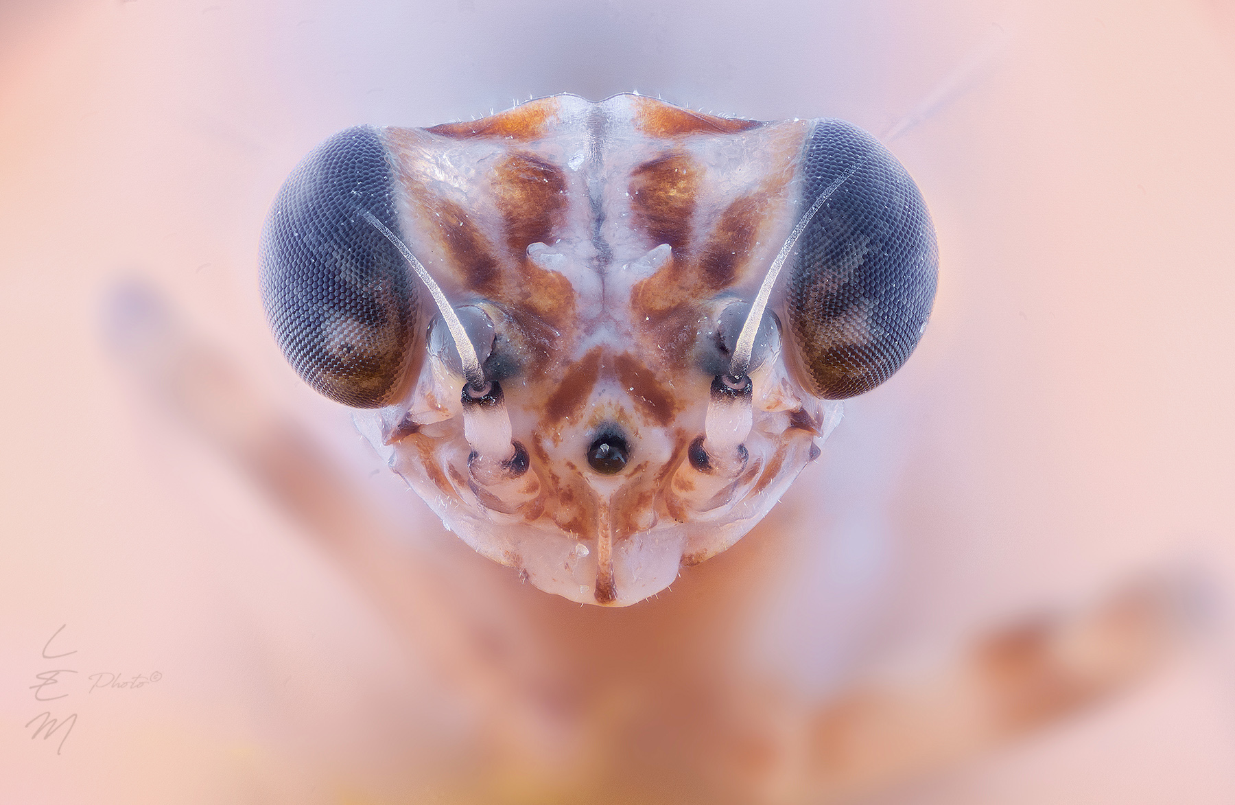 Italochrysa italica (Rossi, 1790)