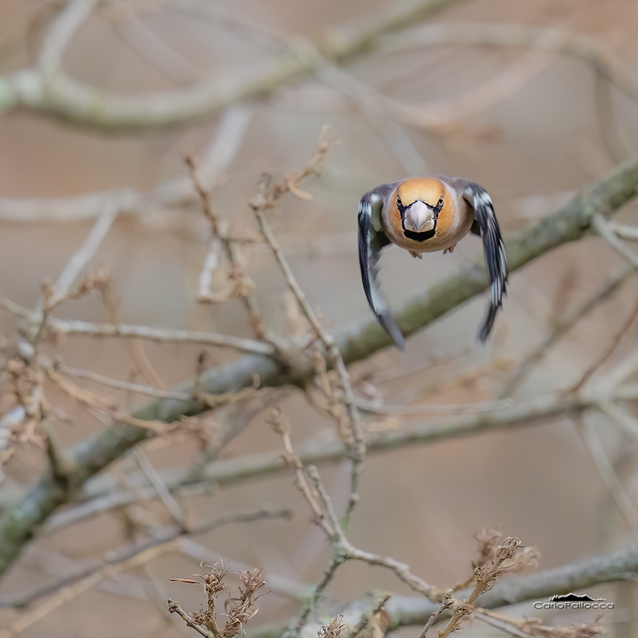 Frosone arrabbiato!!!