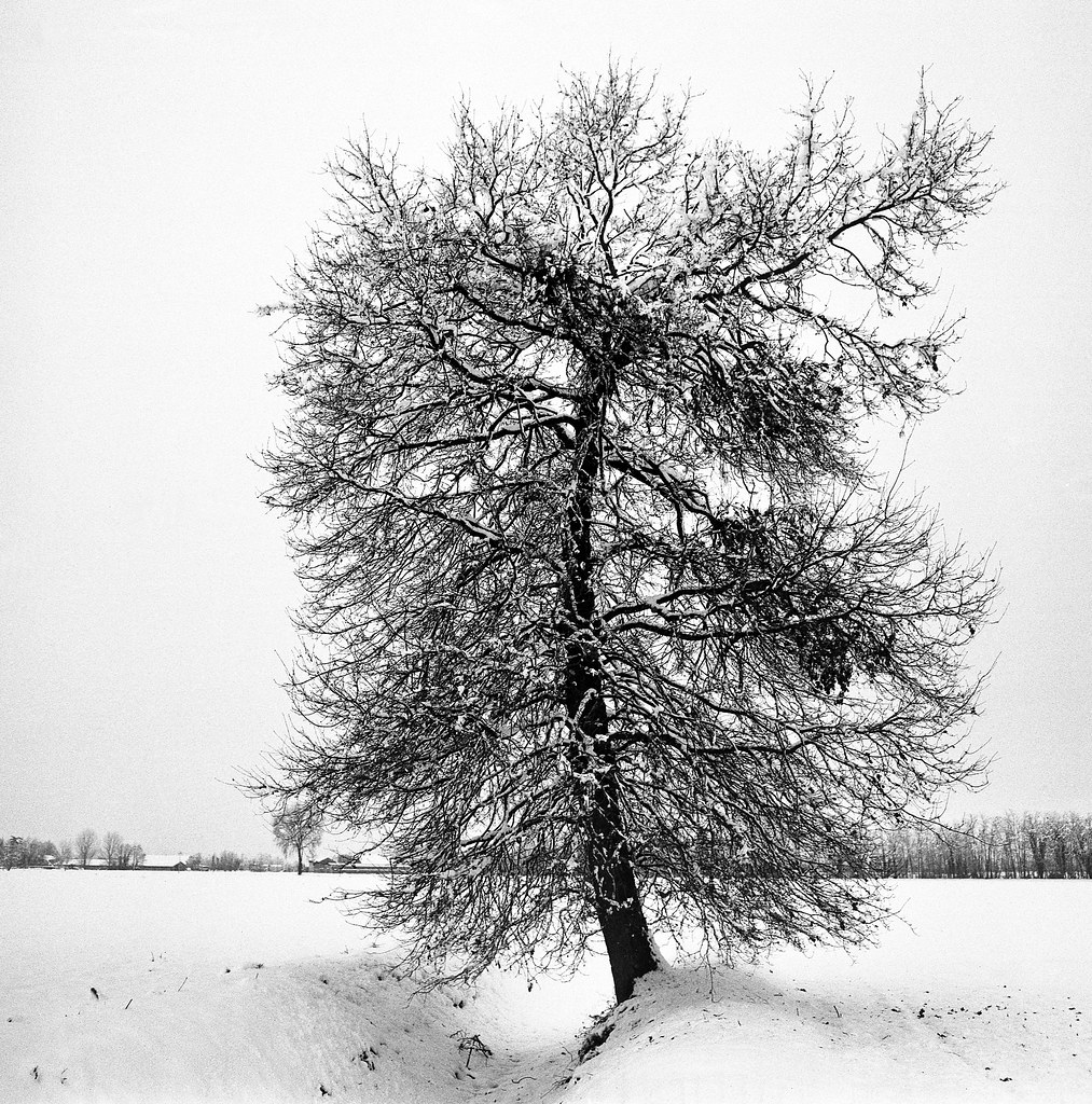 Della Rovere nella neve ;/)