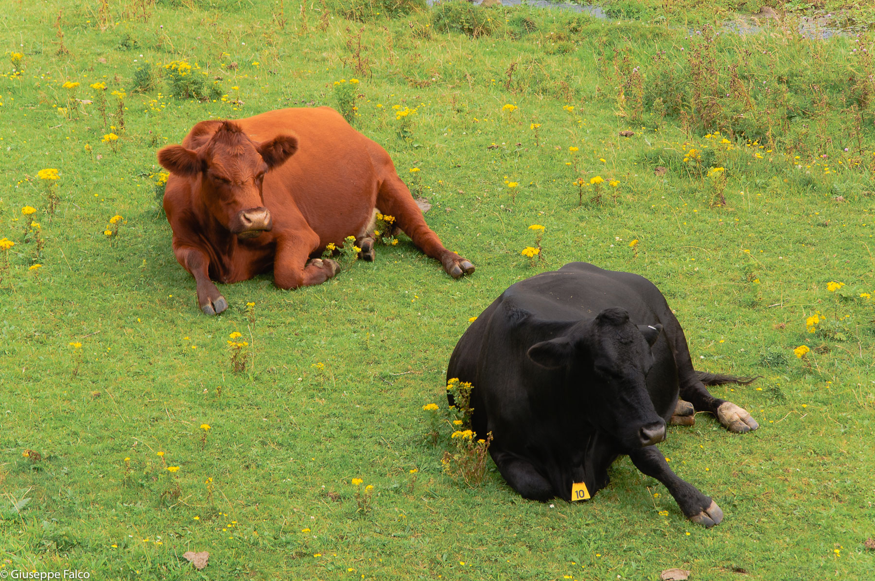 Tutti al Mare... (ma niente chiappe chiare)...