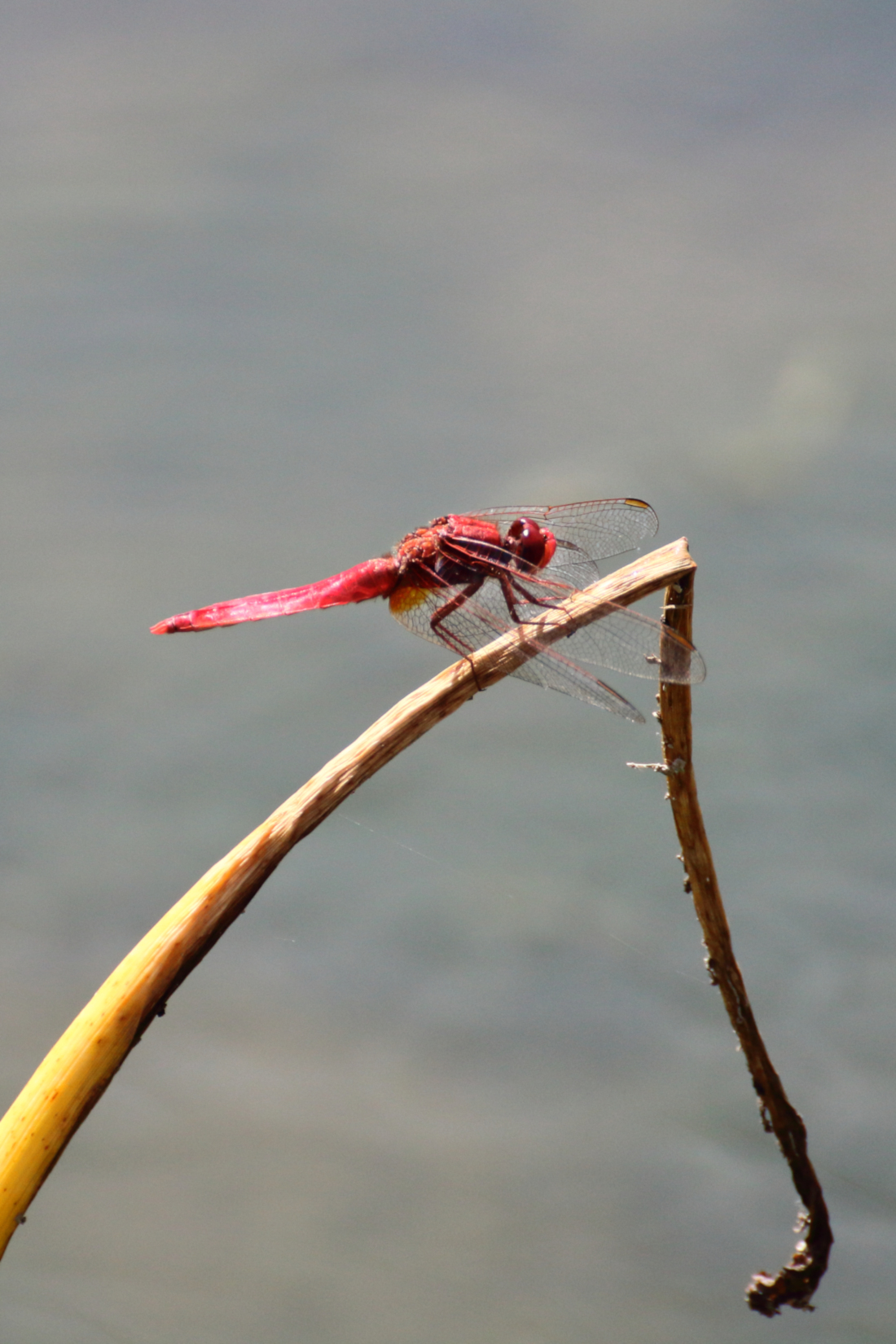 libellula rossa