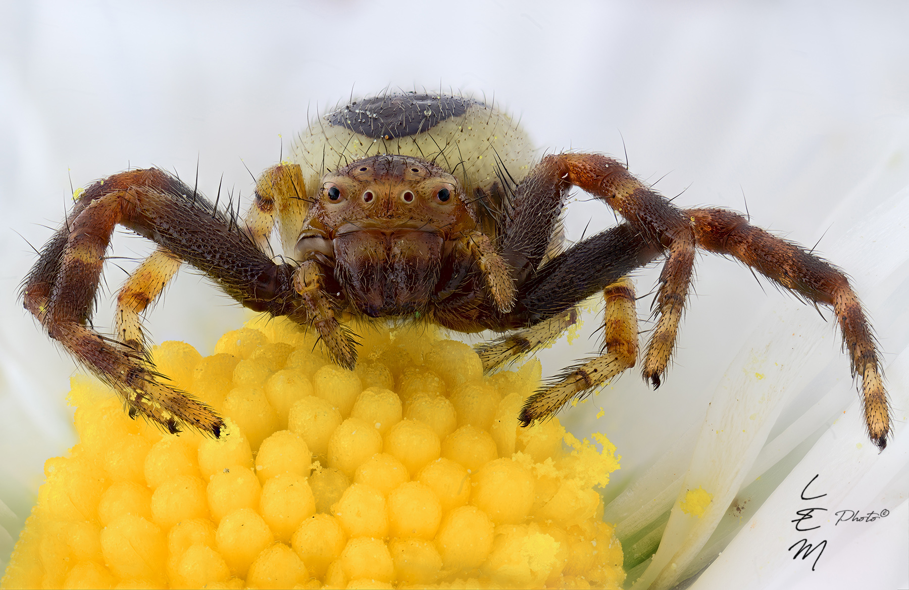 Synema globosum (Fabricius, 1775)