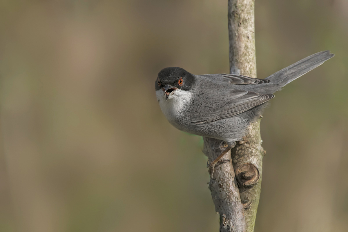 Occhiocotto (Sylvia melanocephala)
