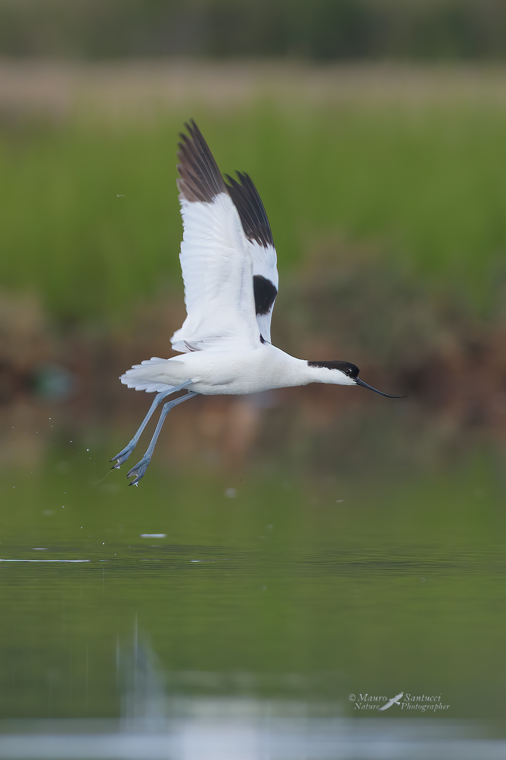 Avocetta_DSC6753.jpg