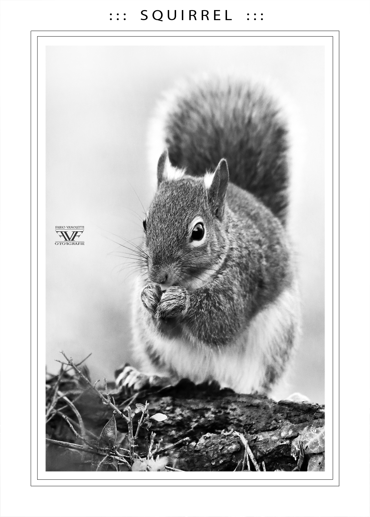 ::: S Q U I R R E L :::