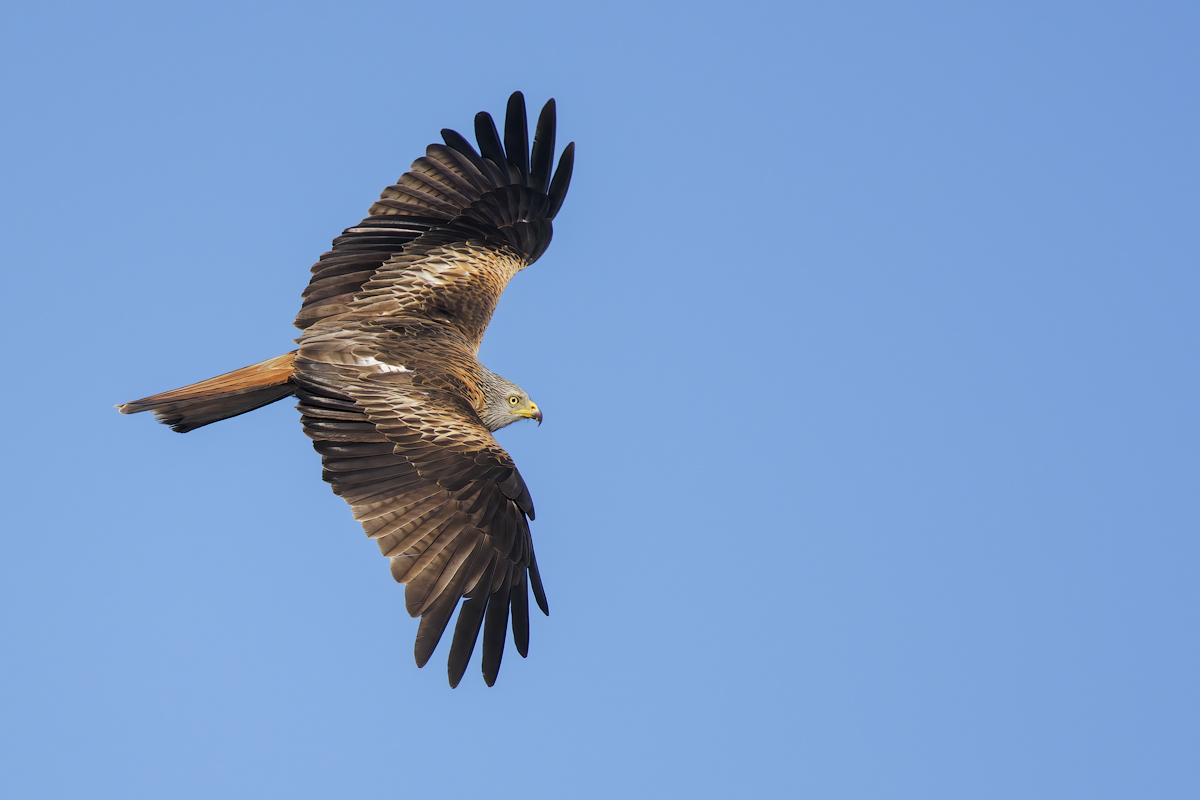 Nibbio reale (Milvus milvus)