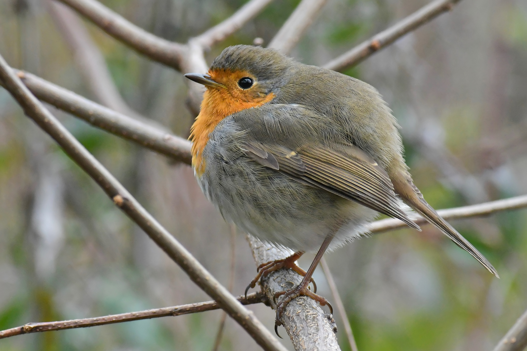 Pettirosso infreddolito