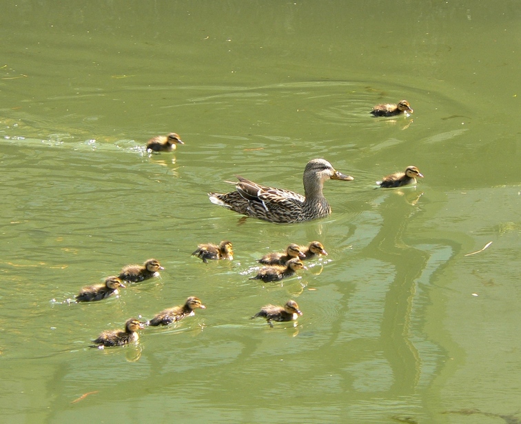 in gita sul naviglio grande