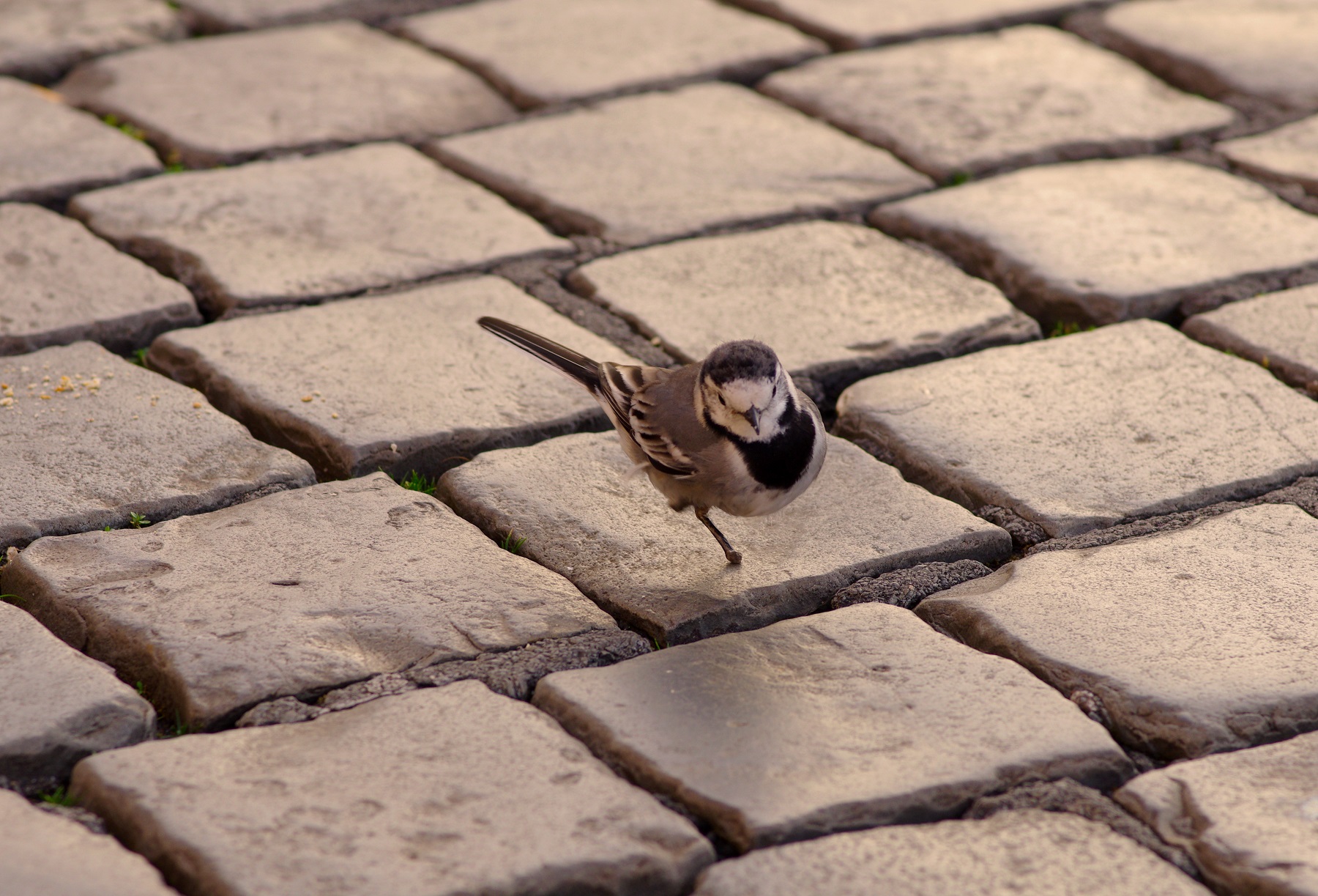 La dolcissima equilibrista
