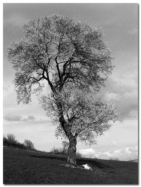 Mandorlo (Bianco e nero)