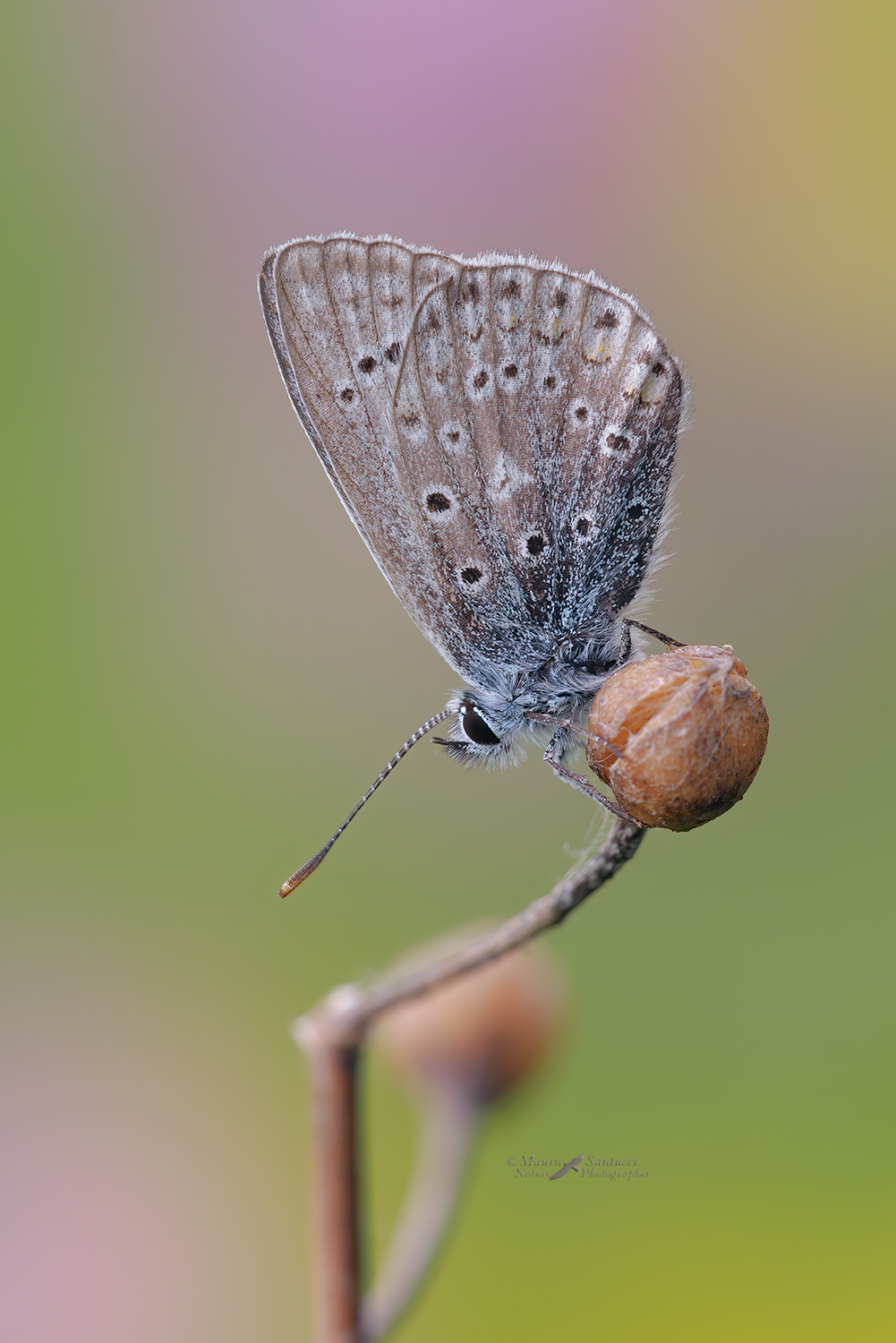 Polyommatus-species_DSC0214.jpg
