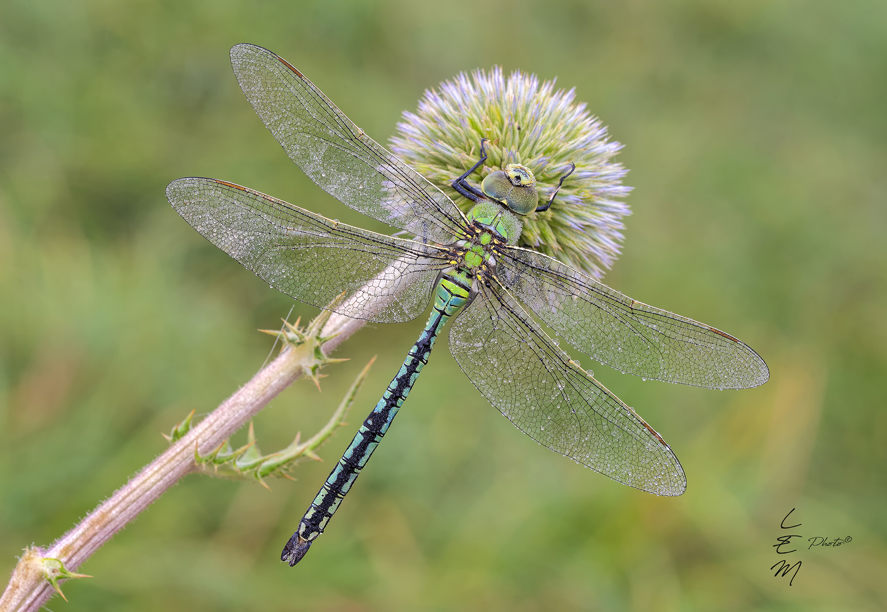 Anax imperator (Leach, 1815)