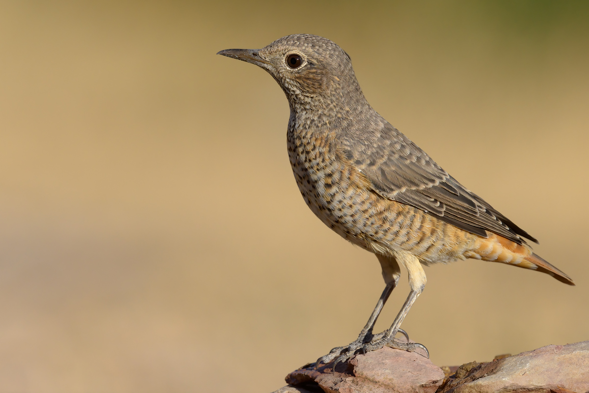 Codirossone (Monticola saxatilis)