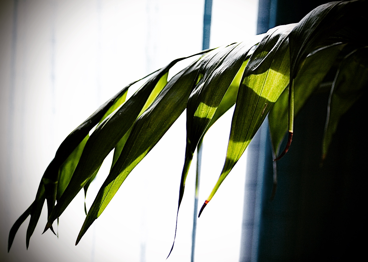 Pianta toccata dalla luce