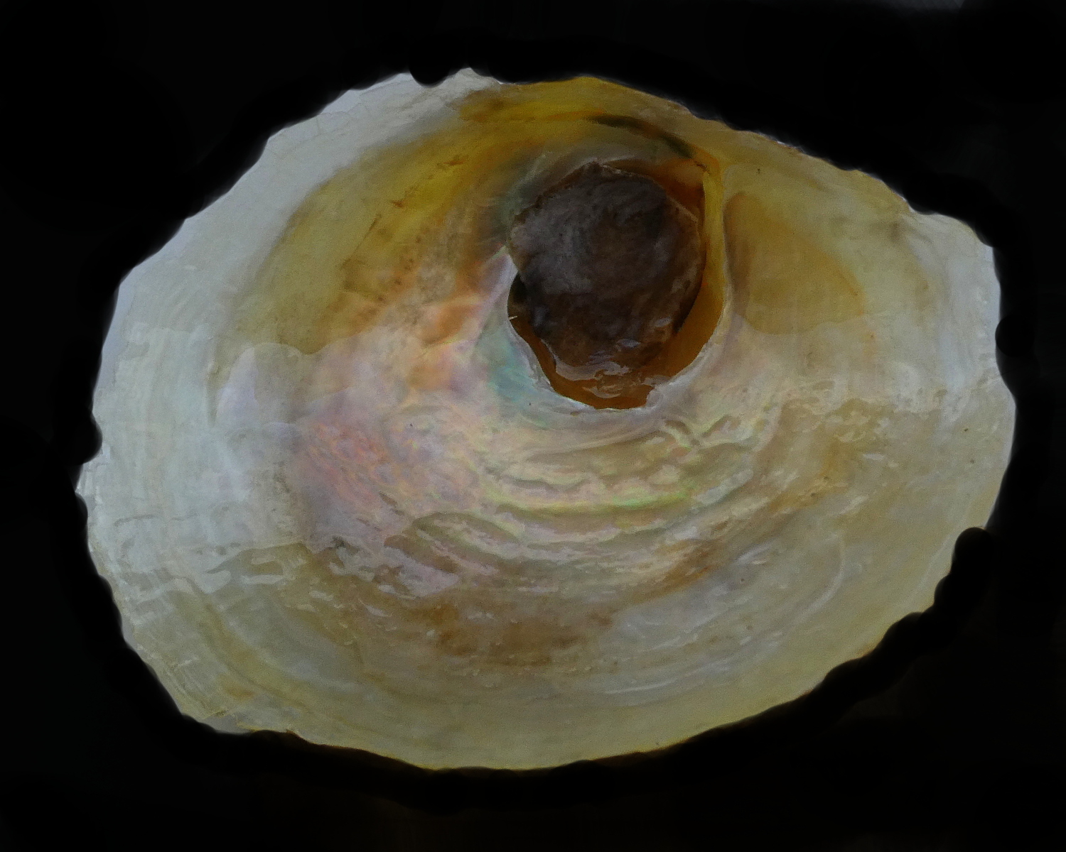 *** Retro della Pepita ***