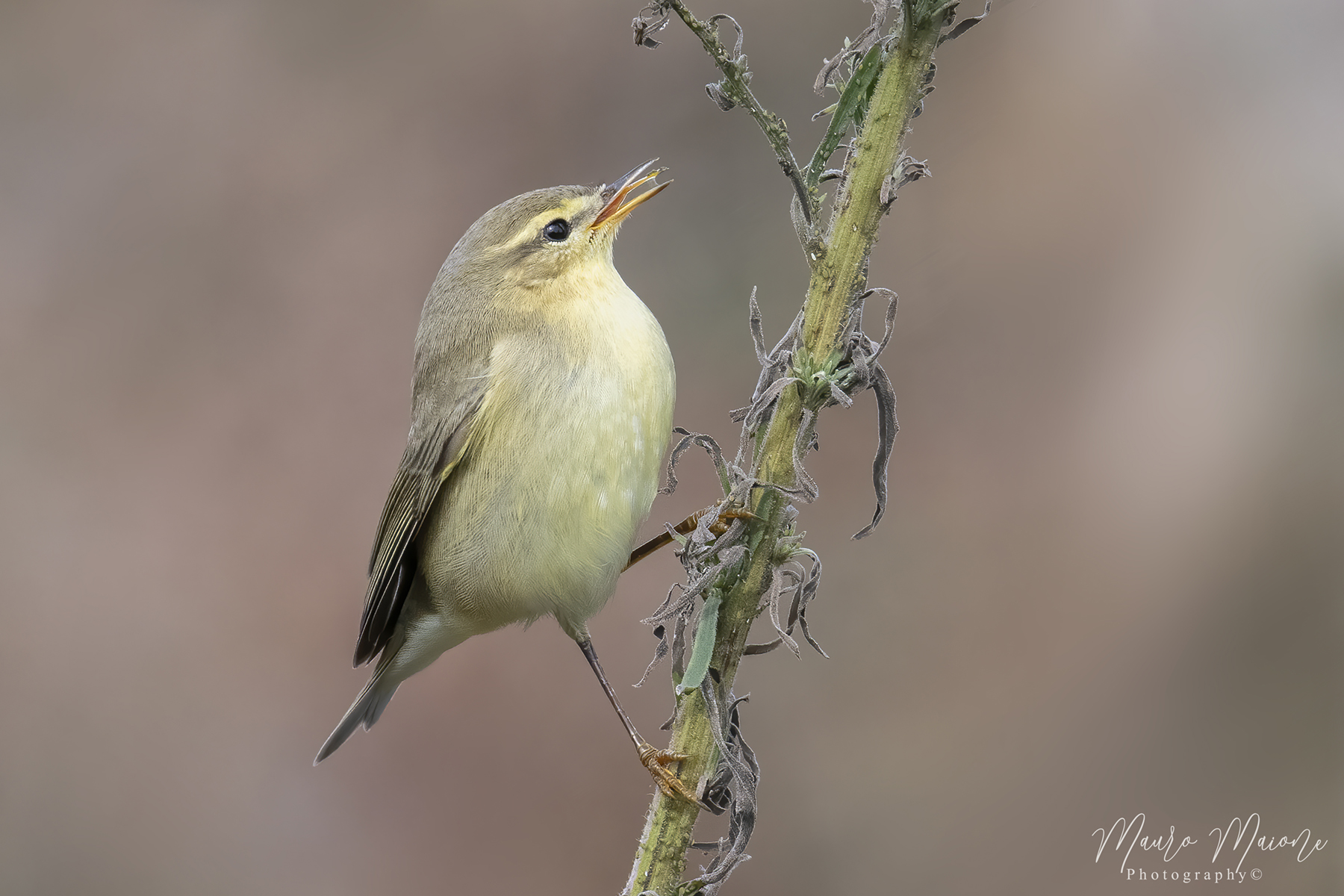 lu� grosso (forse)