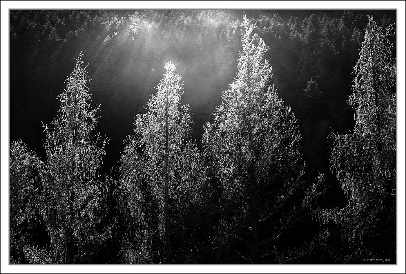 Galaverna in controluce