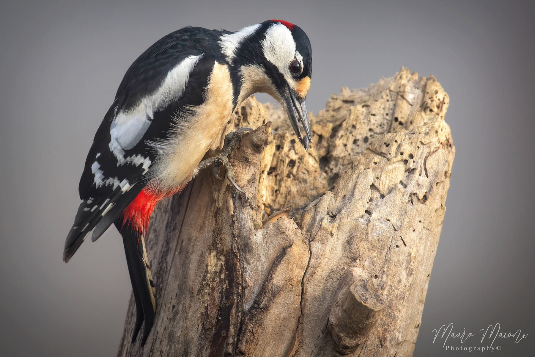 picchio rosso maggiore