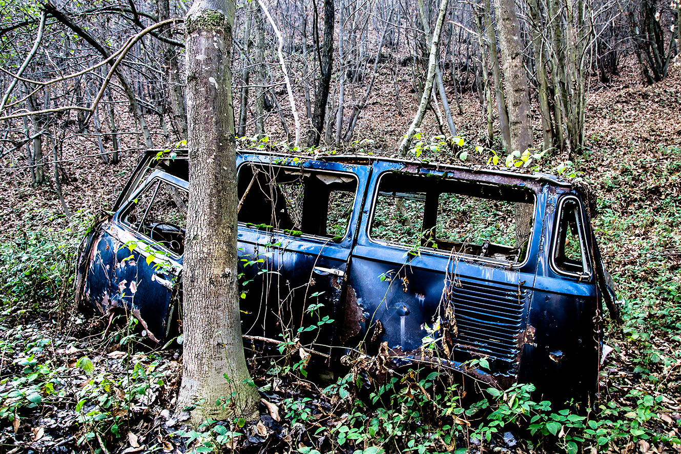 il bosco non invecchia