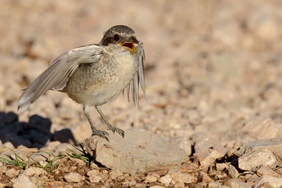 Averla piccola (Lanius collurio)