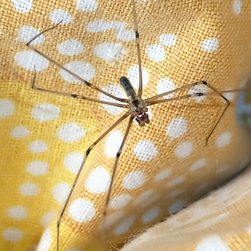 *** Spidergambelunghe ***