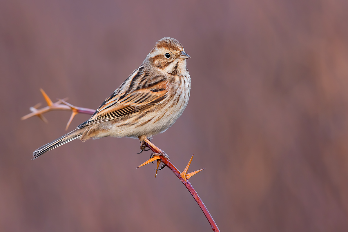 Migliarino di Palude Femmina