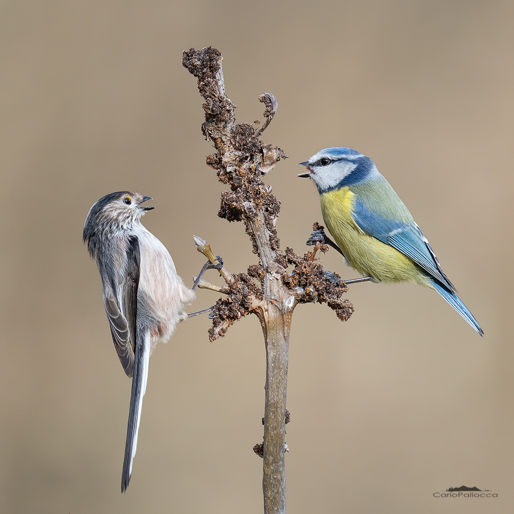 Cinciarella e Codibugnolo