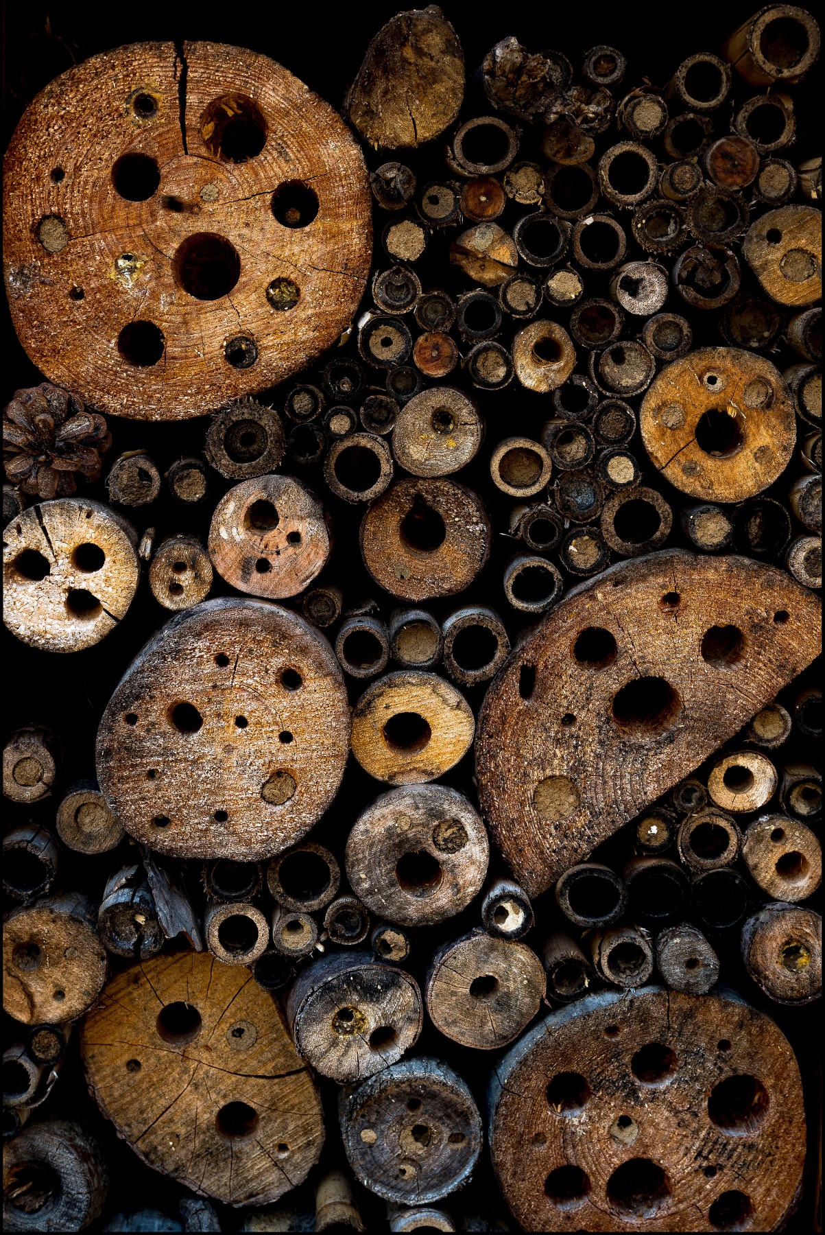 Fa pi� rumore un albero che cade di una foresta che cresce.