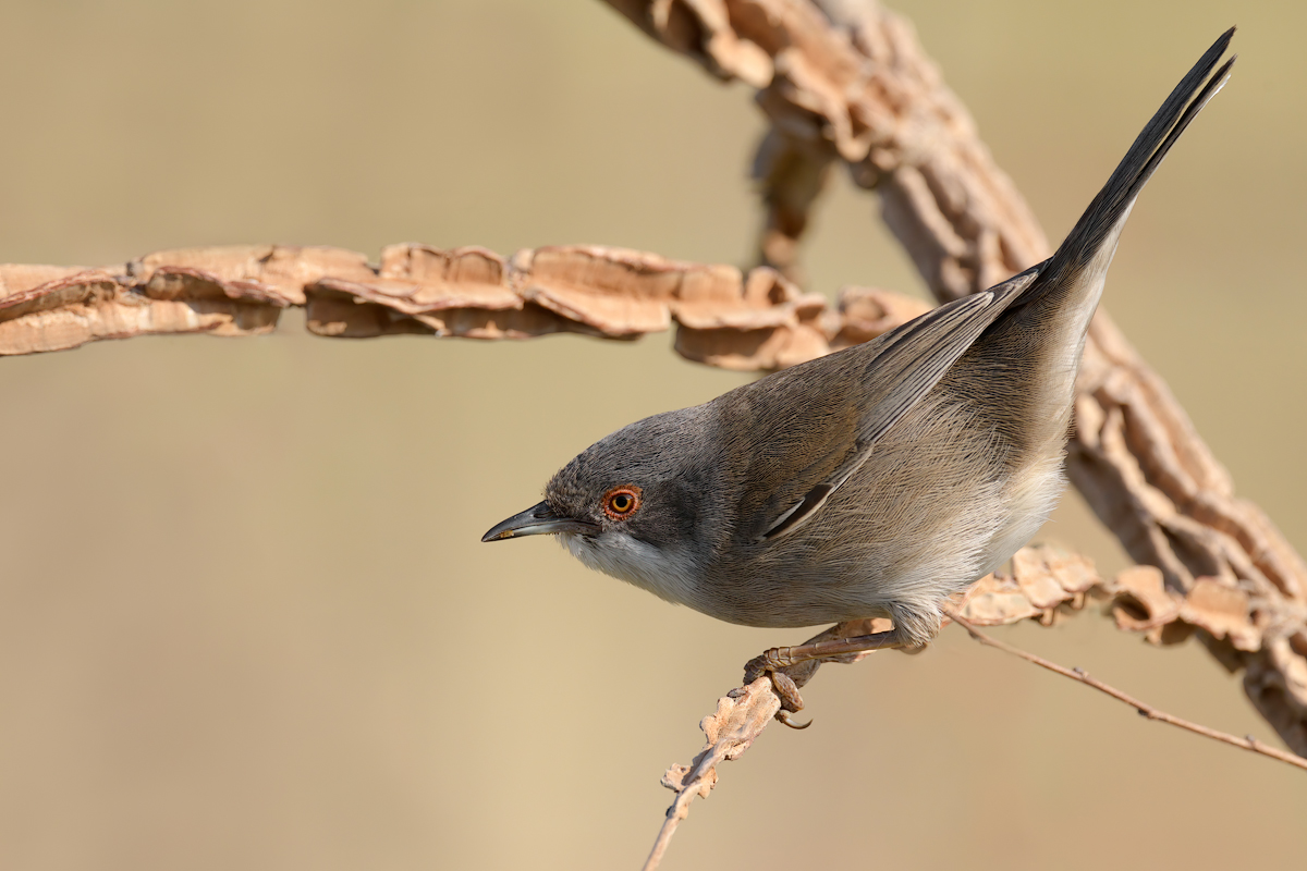 Occhiocotto (Sylvia melanocephala)