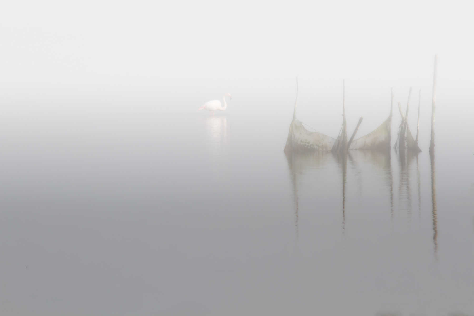 Nebbia nelle Valli di Comacchio