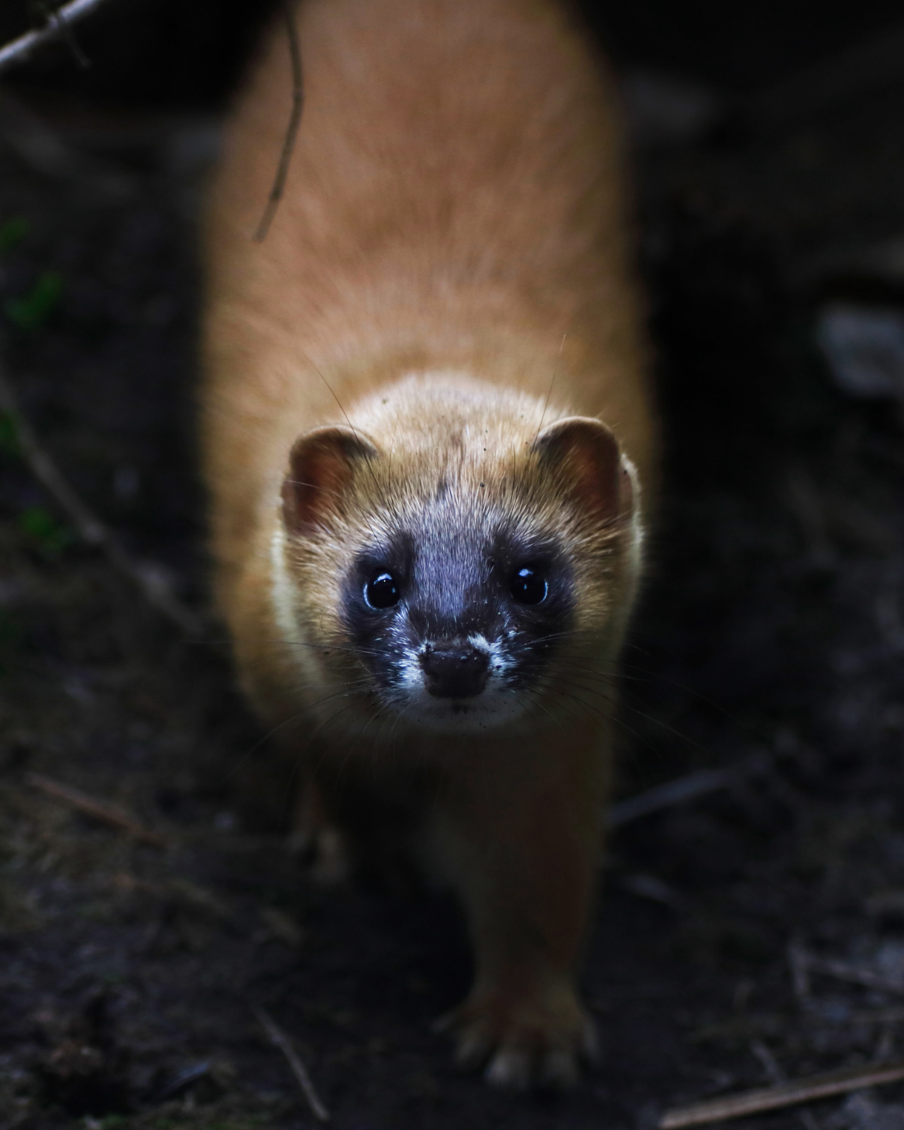 || Un piccolo furbetto ||