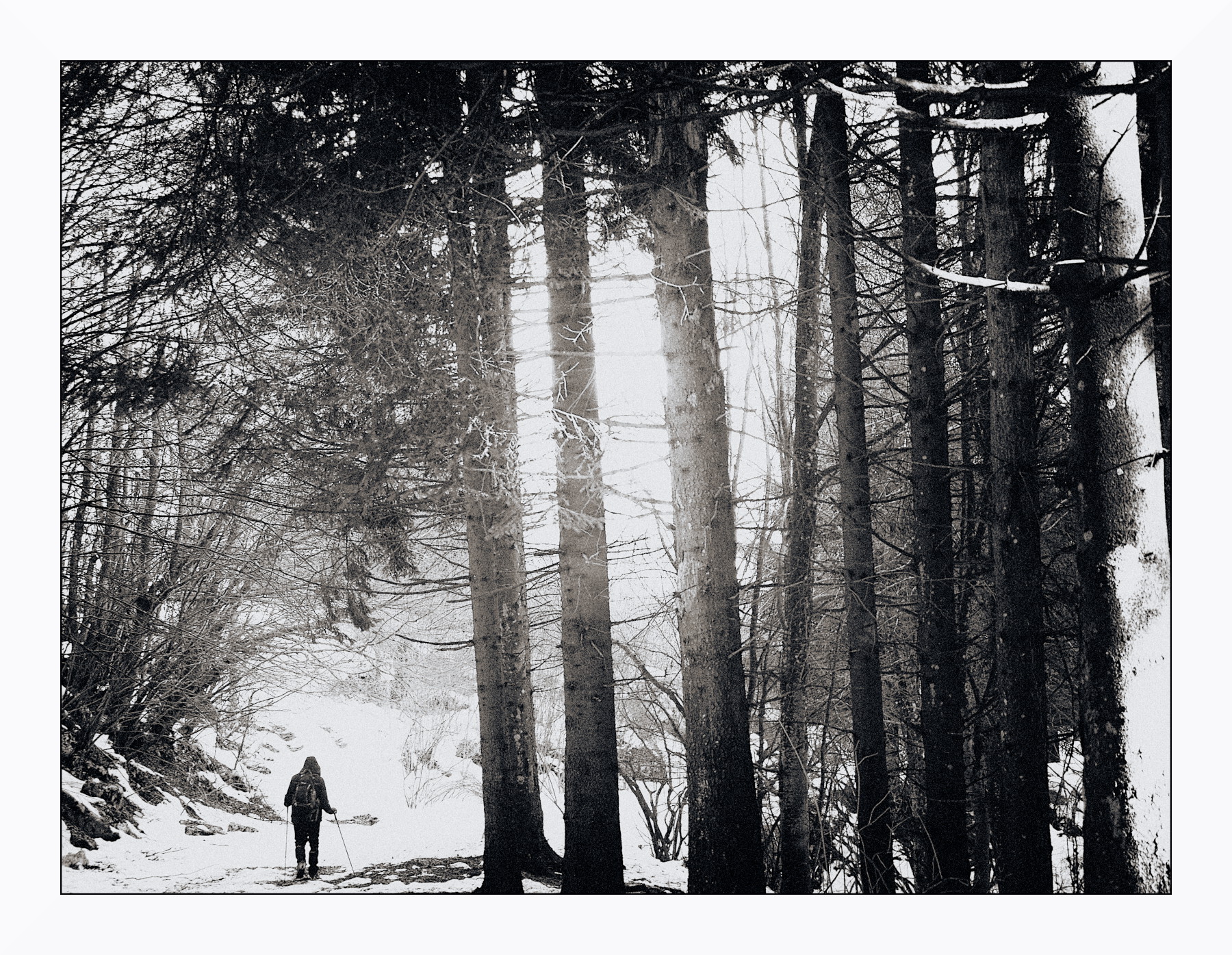 Escursione nel bosco invernale