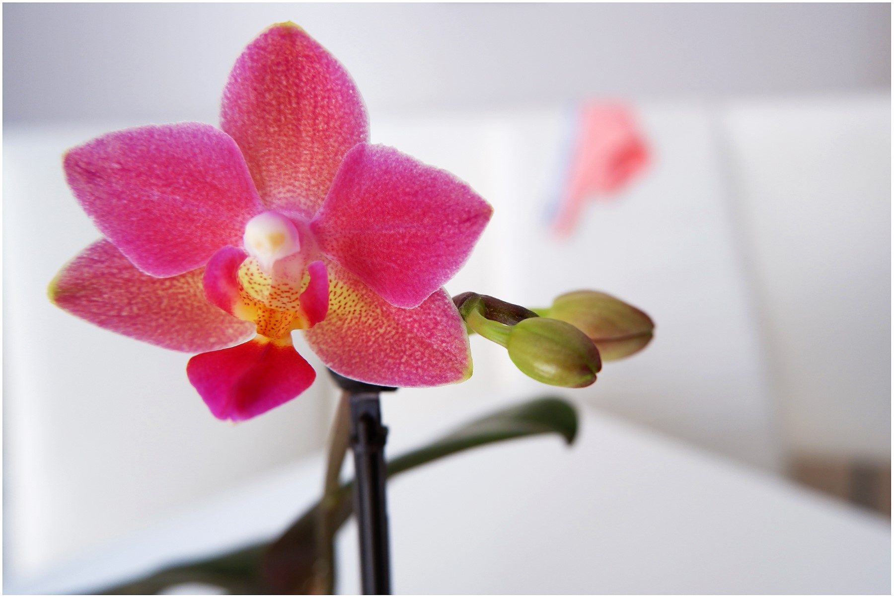 La mia zona ROSA, tendente al rosso