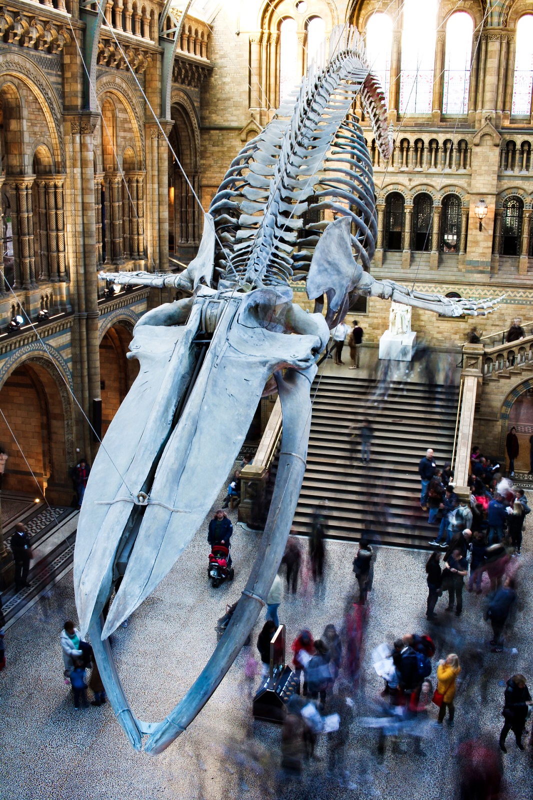 || Quel che rimane della Balena Azzurra ||