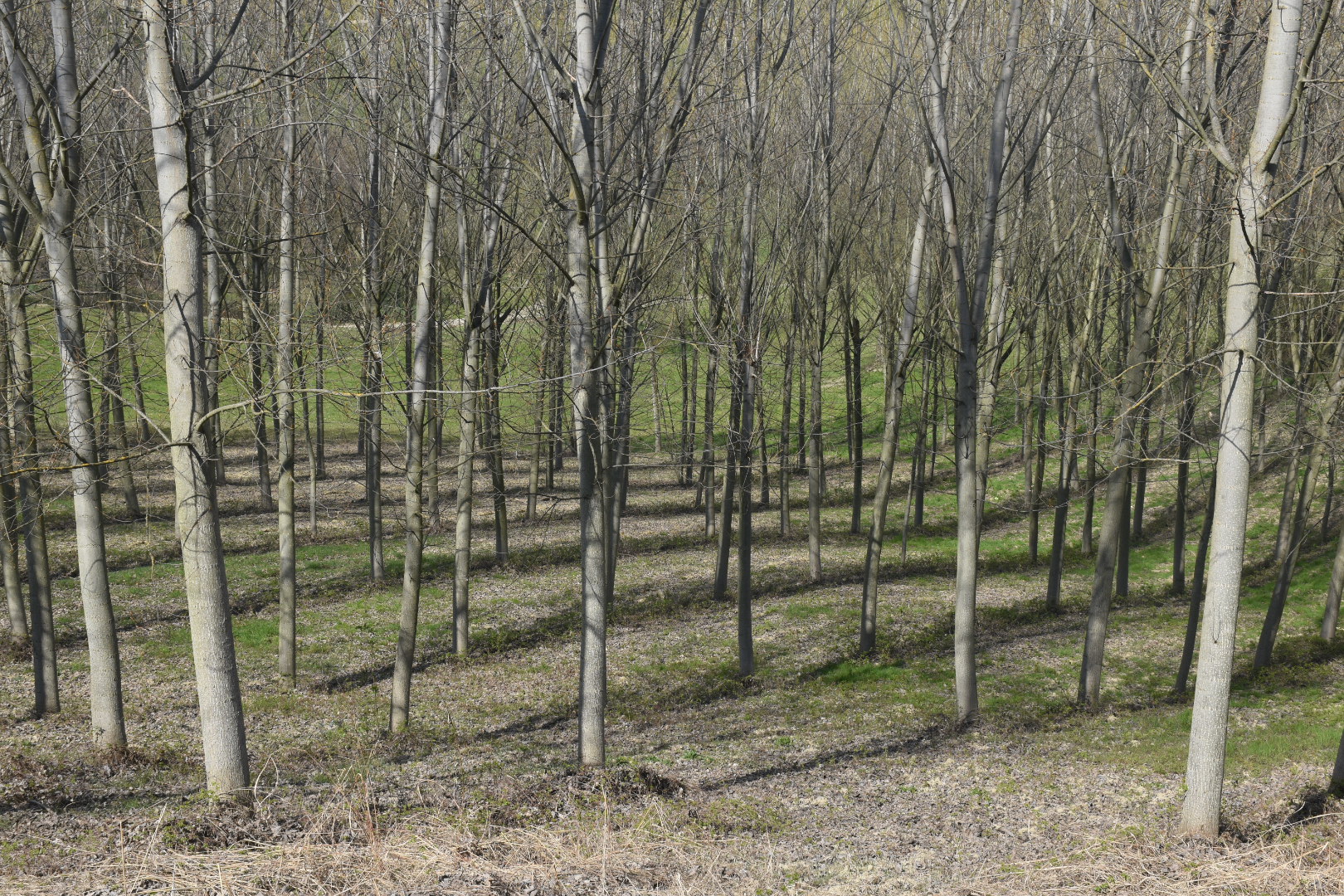 Boschi e gioco di ombre....