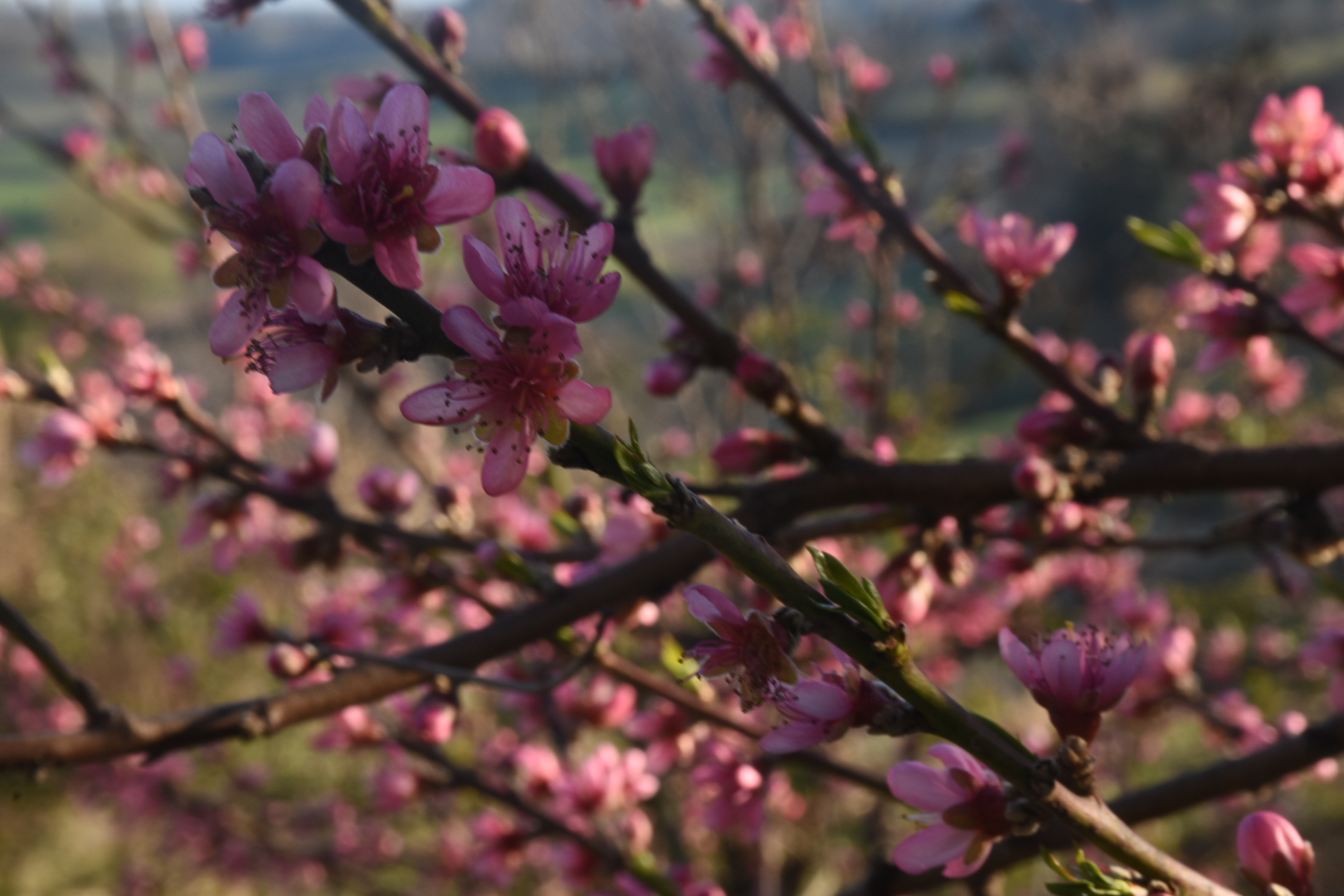 Eqinozio di primavera....
