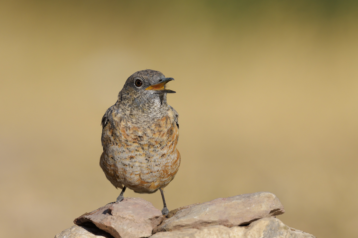 Codirossone (Monticola saxatilis)